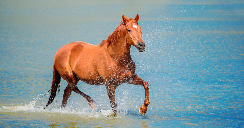 10 Equestrian Summer Tips And Recommendations