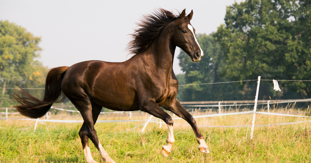 The Best Horse and Equestrian Quotes to Inspire Every Rider