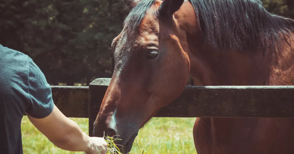 Basic Horse Care: Daily Routines and Responsibilities
