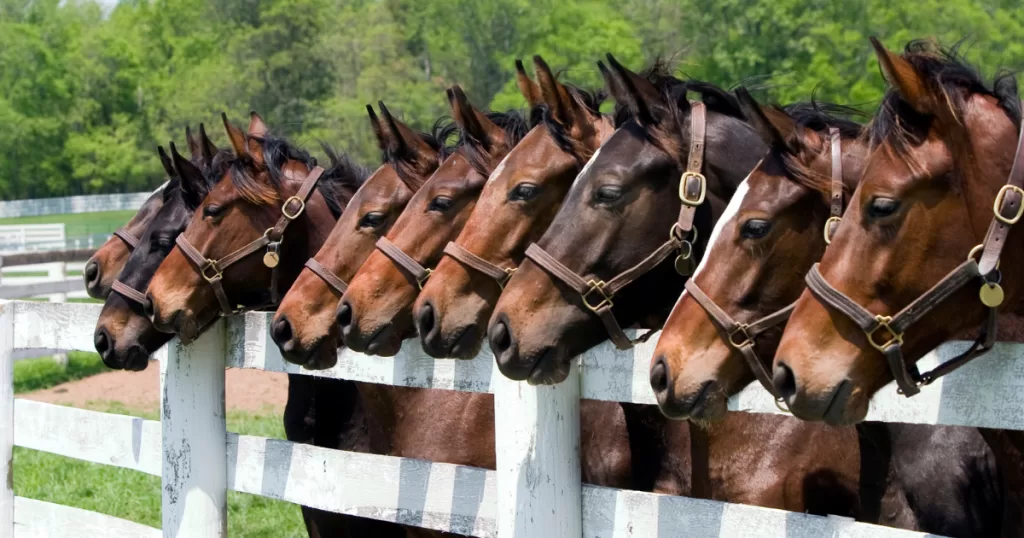 First Time at the Barn: What to Expect