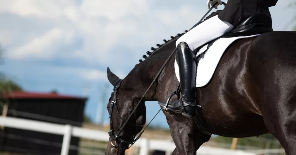 Introduction to Horse Anatomy for Beginners